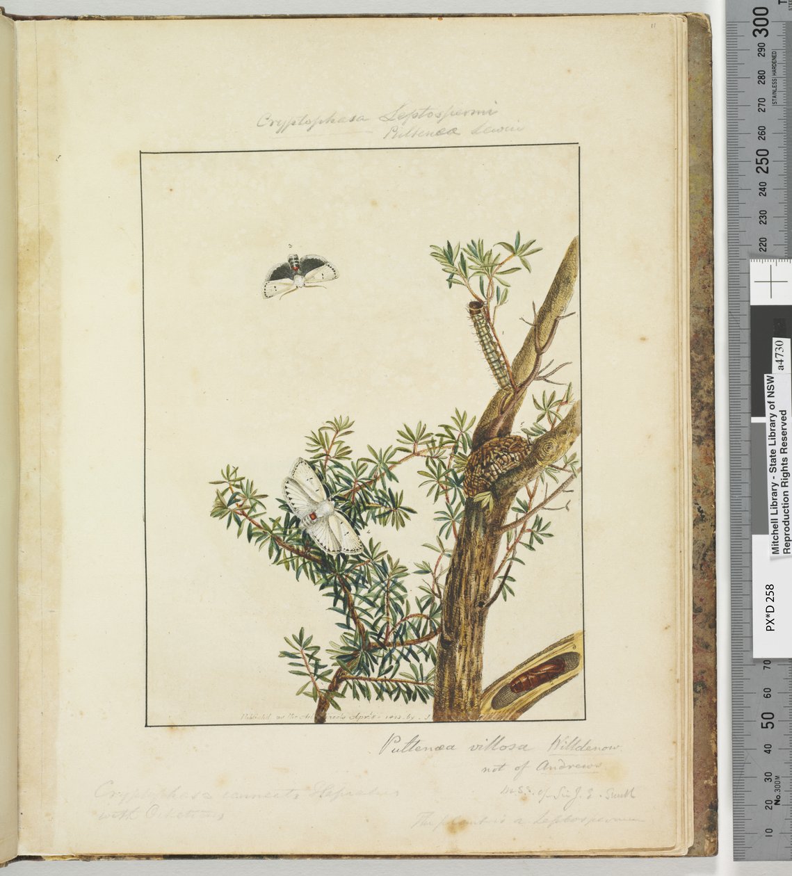 Sayfa 11. Plaka 3 Cryptophasa Septosfermi Pultenae Lewin, 1803-04 (el ile boyanmış gravür baskıları) by John William Lewin