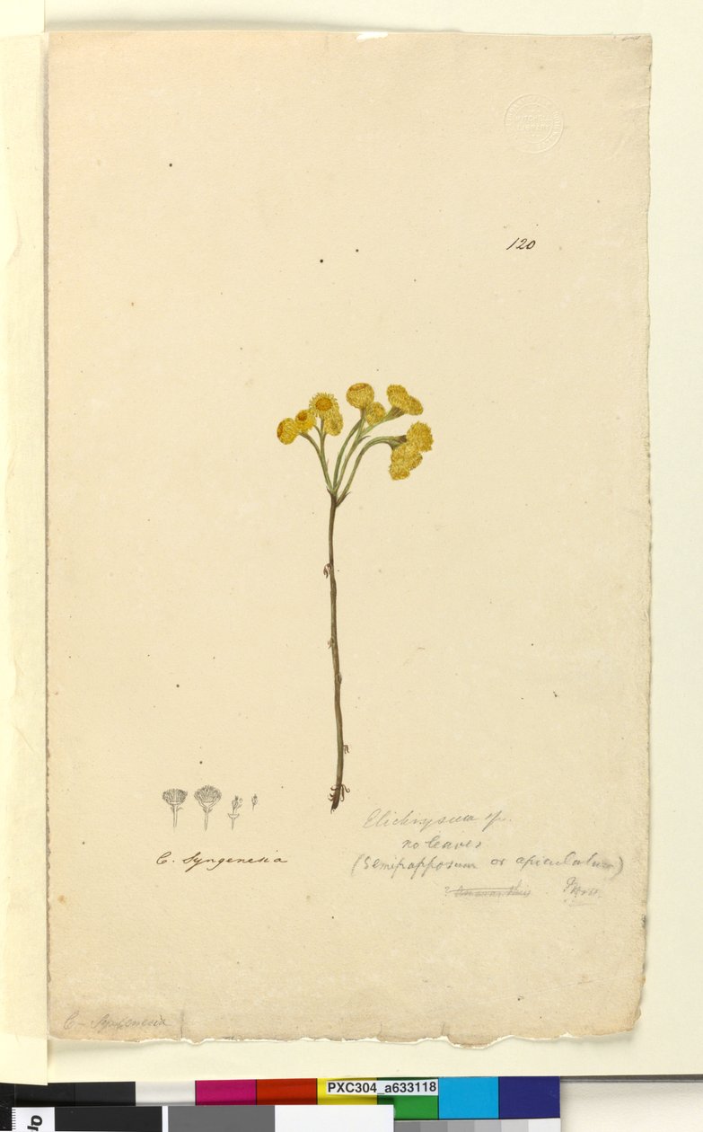 Sayfa 120. Elichrysum, c.1803-06 (wc, kalem, mürekkep ve kurşun kalem) by John William Lewin