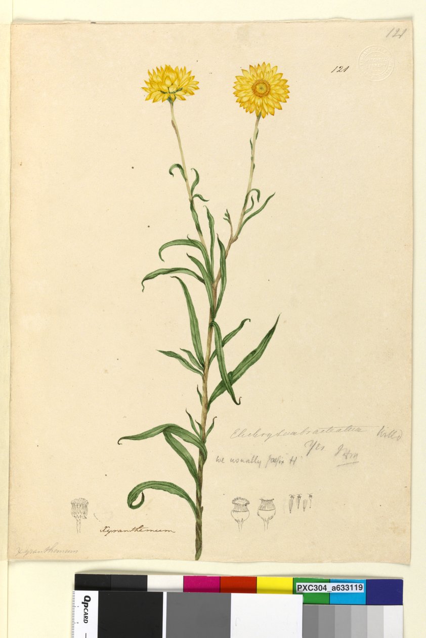 Sayfa 121. Elichrysum bracteatum, c.1803-06 (wc, kalem, mürekkep ve kurşun kalem) by John William Lewin