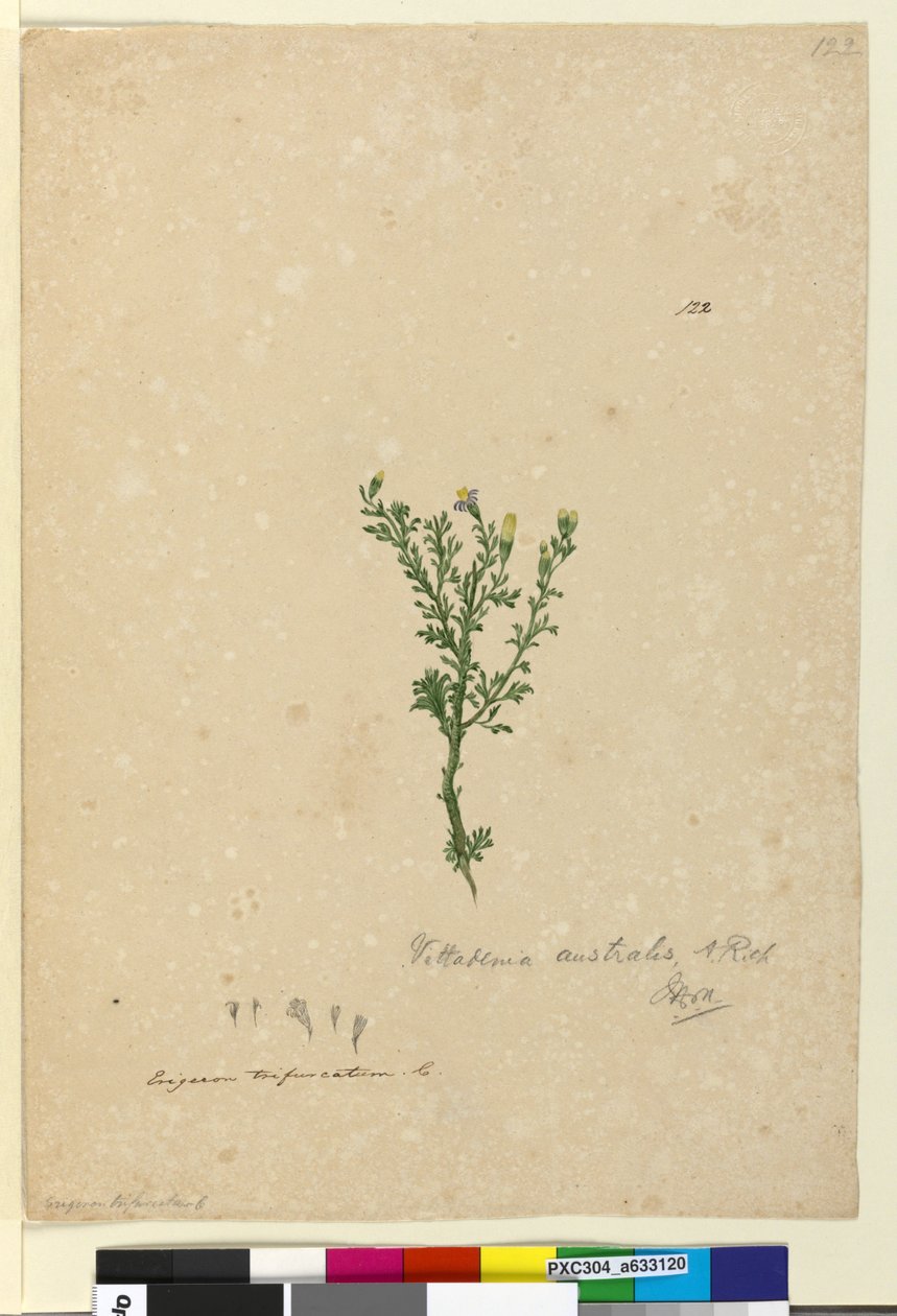 Sayfa 122. Vittadinia australis, c.1803-06 (wc, kalem, mürekkep ve kurşun kalem) by John William Lewin
