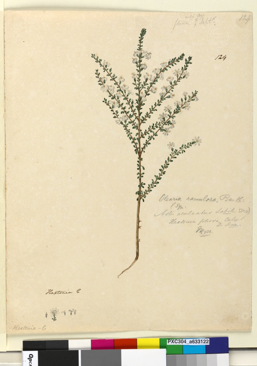 Sayfa 124. Olearia ramulosa, c.1803-06 (wc, kalem, mürekkep ve kurşun kalem) by John William Lewin
