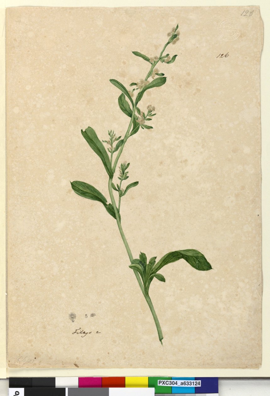 Sayfa 126. Filago, c.1803-06 (wc, kalem, mürekkep ve kurşun kalem) by John William Lewin