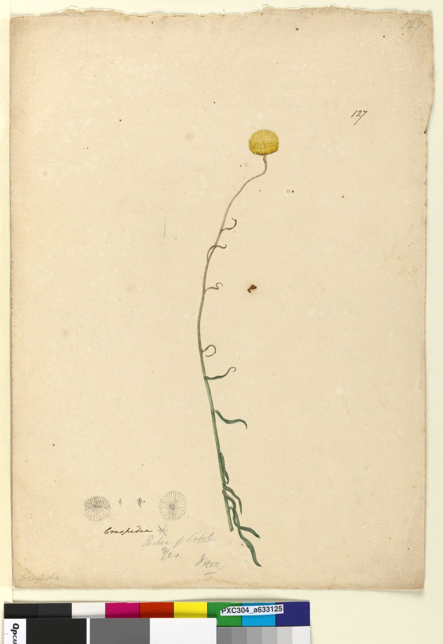 Sayfa 127. Craspedia, c.1803-06 (wc, kalem, mürekkep ve kurşun kalem) by John William Lewin