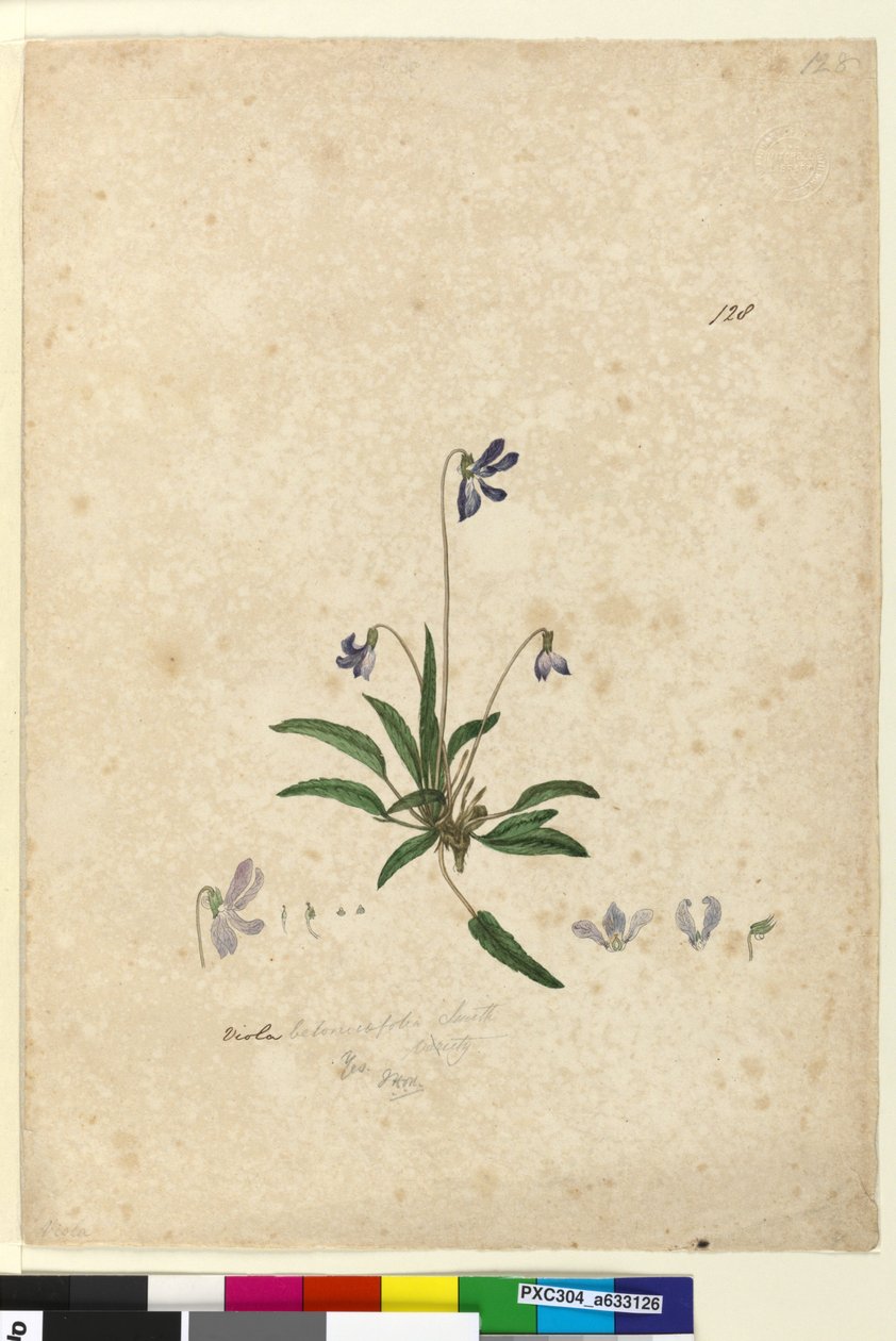 Sayfa 128. Viola betonicifolia, c.1803-06 (wc, kalem, mürekkep ve kurşun kalem) by John William Lewin