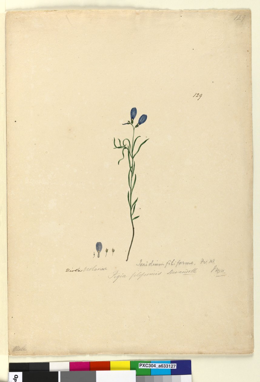 Sayfa 129. Ionidium filiforme, c.1803-06 (wc, kalem, mürekkep ve kurşun kalem) by John William Lewin