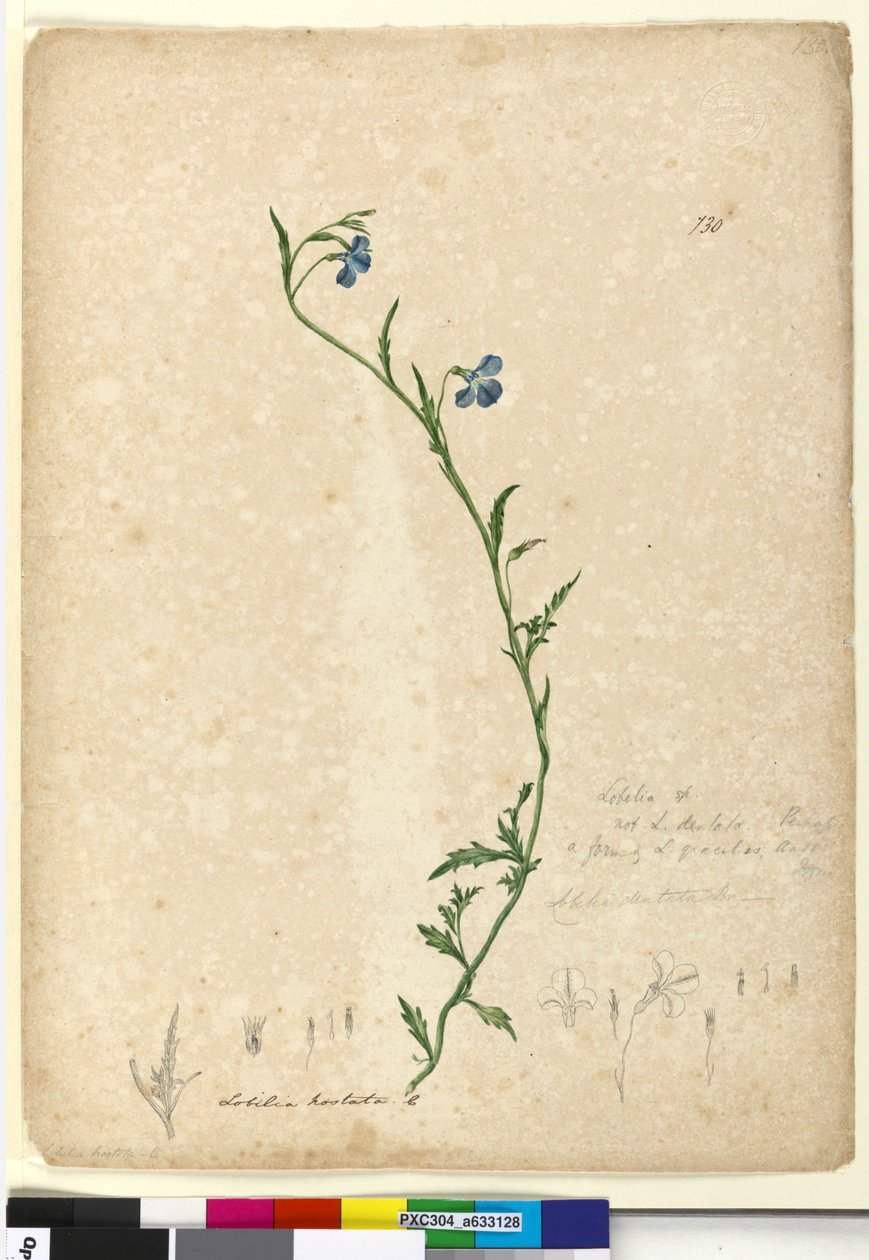 Sayfa 130. Lobelia hostataLobelia gracilis, c.1803-06 (wc, kalem, mürekkep ve kurşun kalem) by John William Lewin