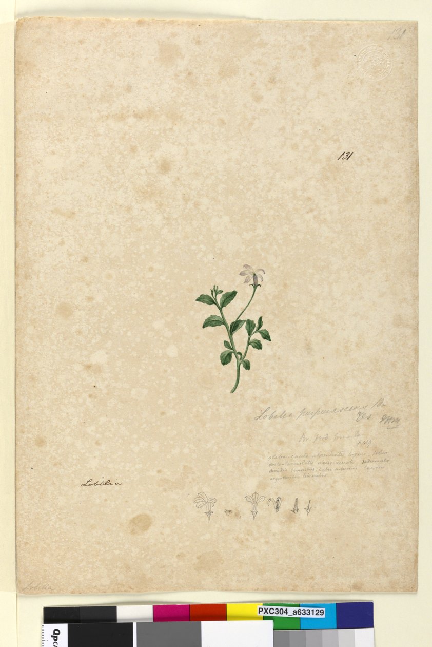 Sayfa 131. Lobelia purpurascens, c.1803-06 (wc, kalem, mürekkep ve kurşun kalem) by John William Lewin