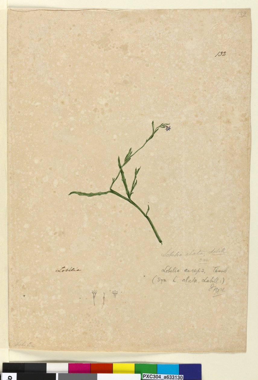 Sayfa 132. Lobelia alata, c.1803-06 (wc, kalem, mürekkep ve kurşun kalem) by John William Lewin