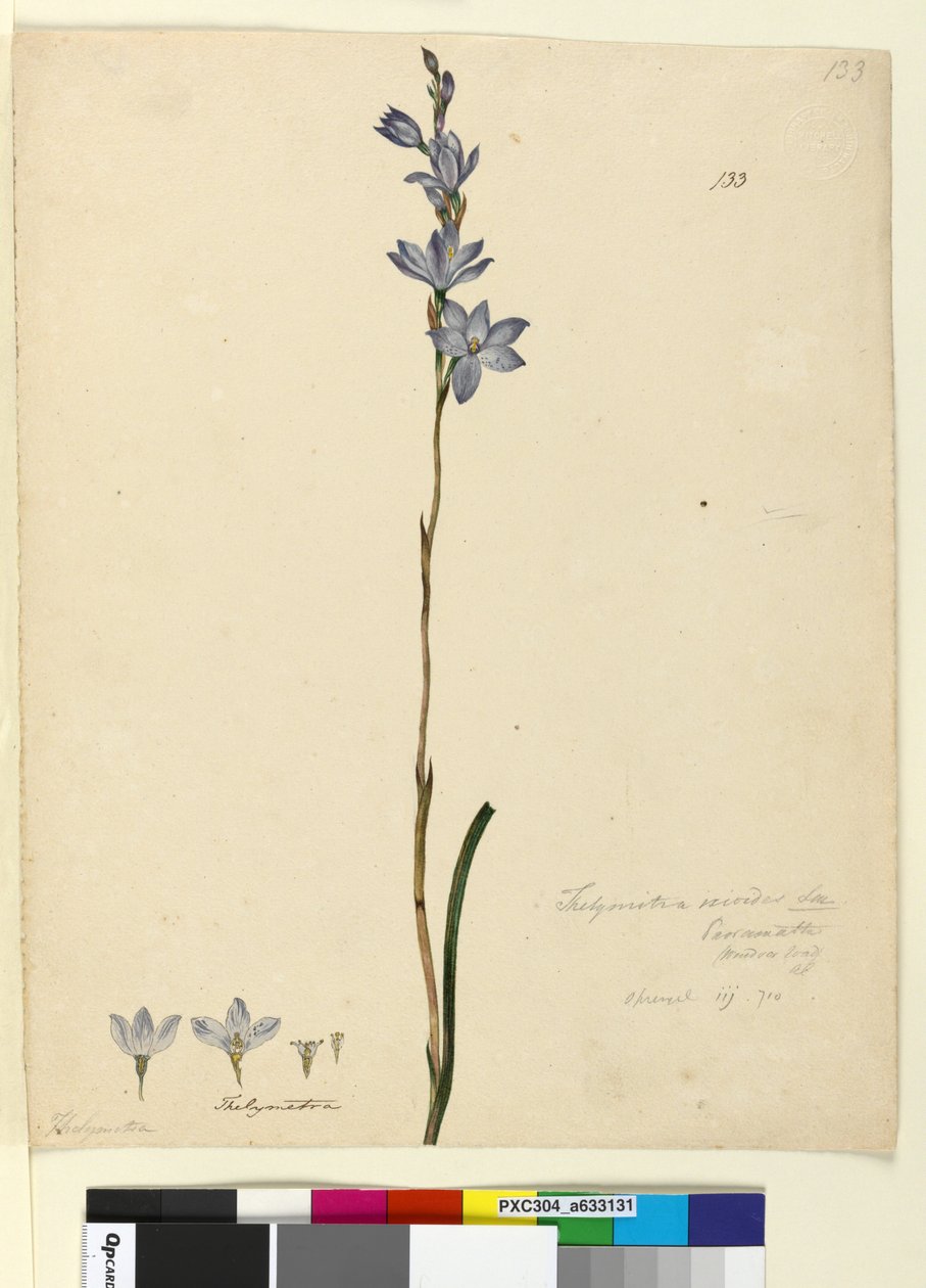 Sayfa 133. Thelymitra ixioides, c.1803-06 (wc, kalem, mürekkep ve kurşun kalem) by John William Lewin