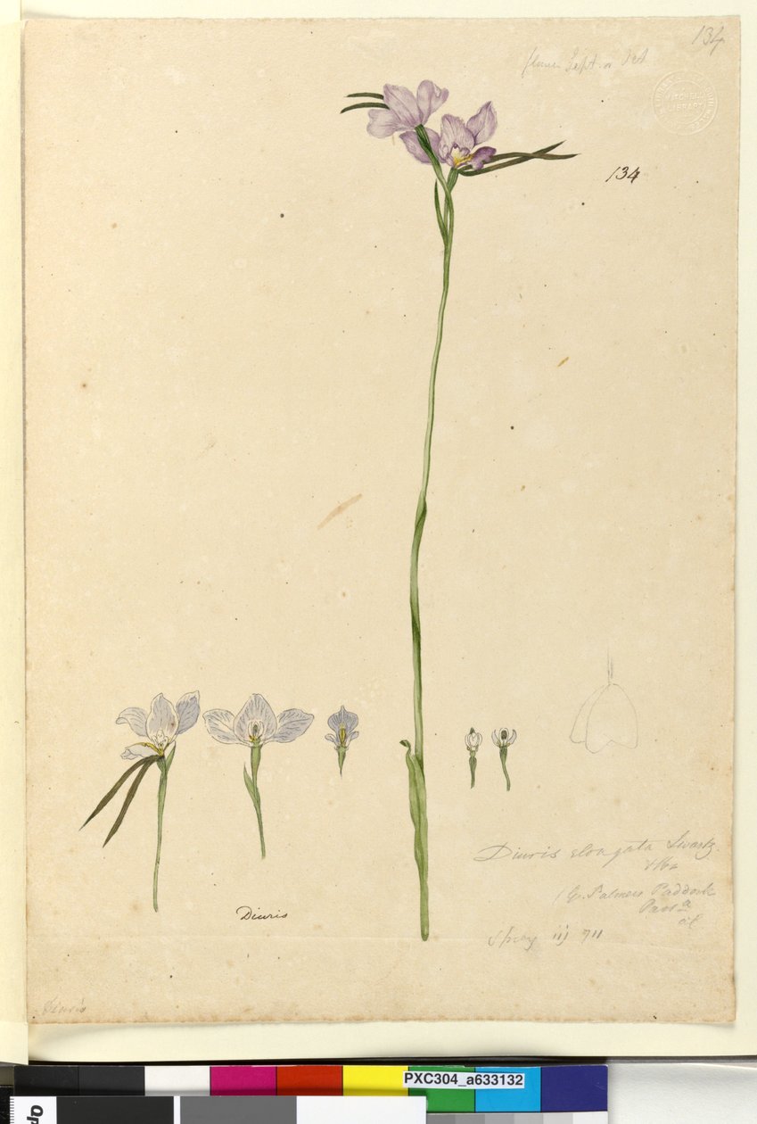 Sayfa 134. Diuris elongata, c.1803-06 (wc, kalem, mürekkep ve kurşun kalem) by John William Lewin