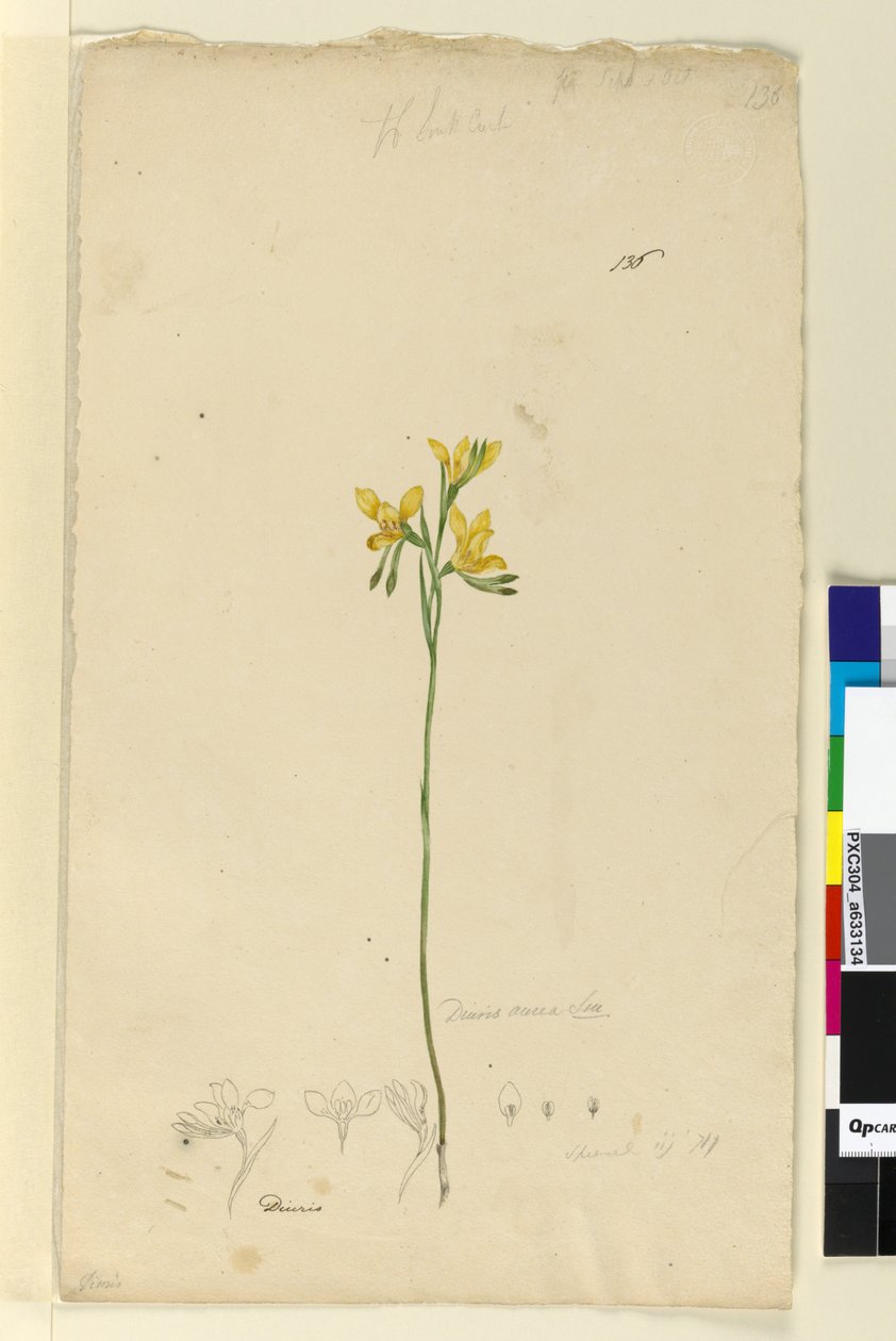 Sayfa 136. Diuris aurea, c.1803-06 (wc, kalem, mürekkep ve kurşun kalem) by John William Lewin