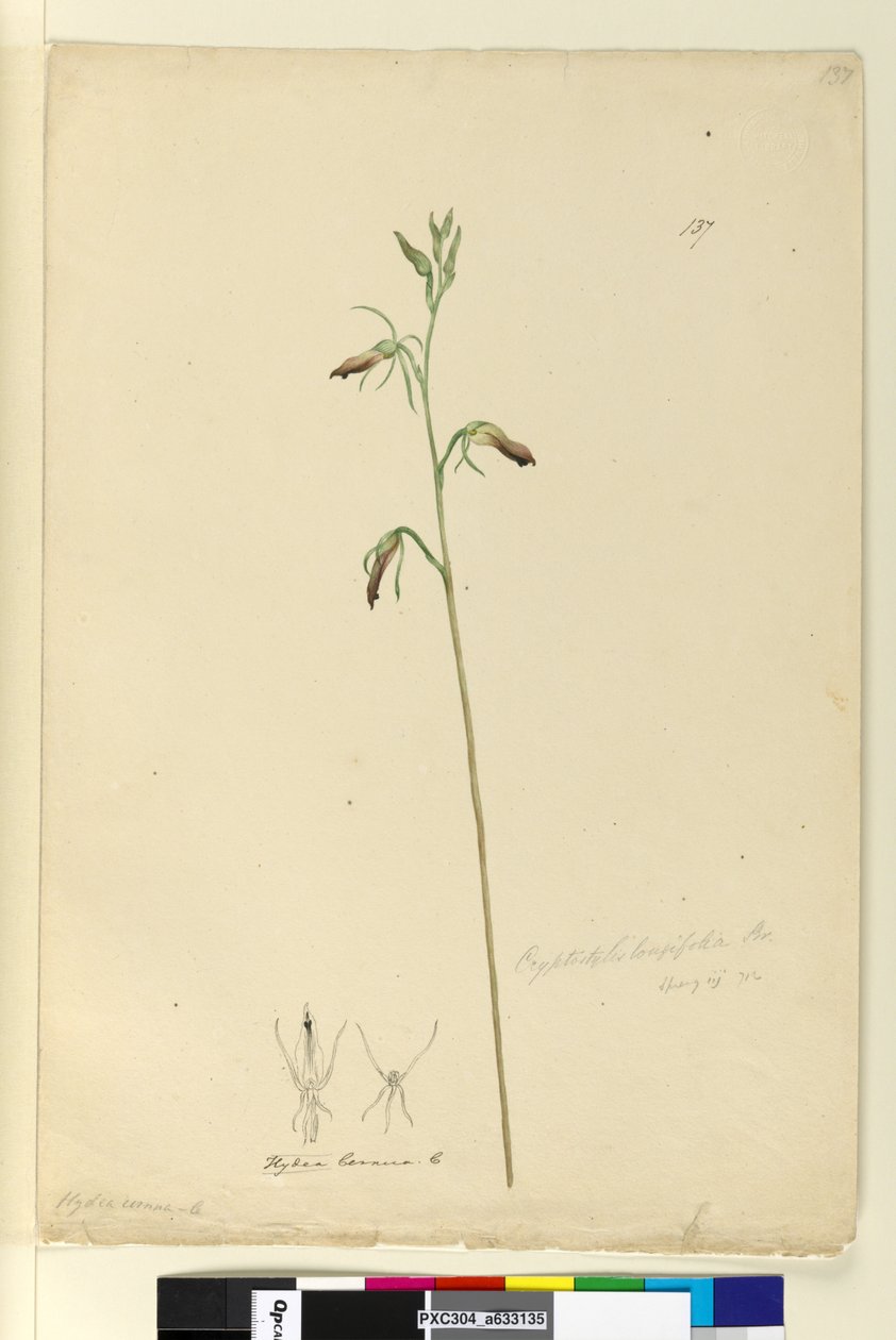 Sayfa 137. Cryptostylis longifolia, c.1803-06 (wc, kalem, mürekkep ve kurşun kalem) by John William Lewin