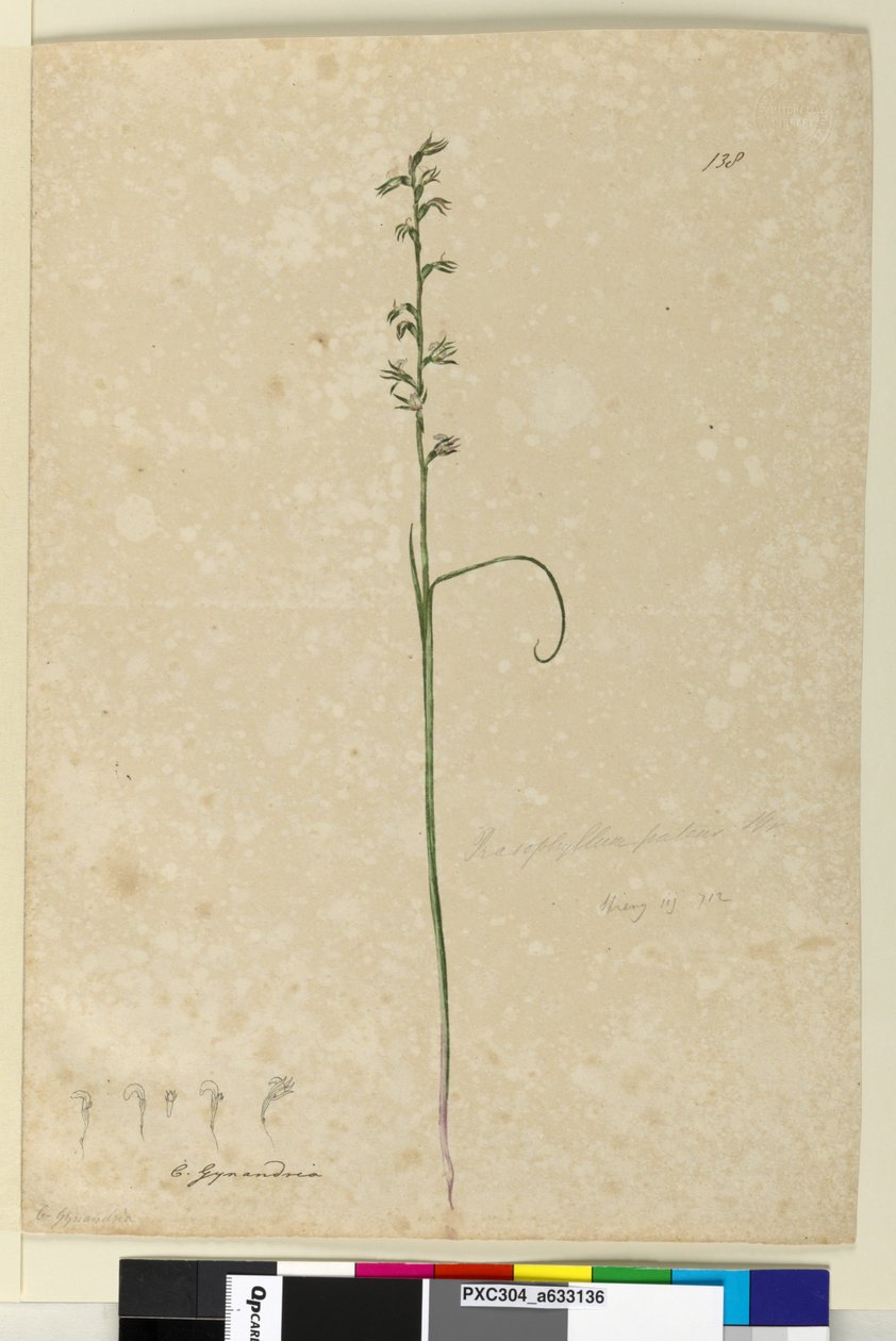 Sayfa 138. Prasophyllum patens, c.1803-06 (wc, kalem, mürekkep ve kurşun kalem) by John William Lewin
