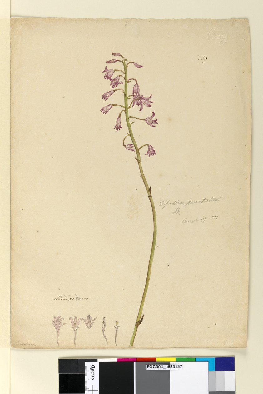 Sayfa 139. Dipodium punctatum, c.1803-06 (wc, kalem, mürekkep ve kurşun kalem) by John William Lewin
