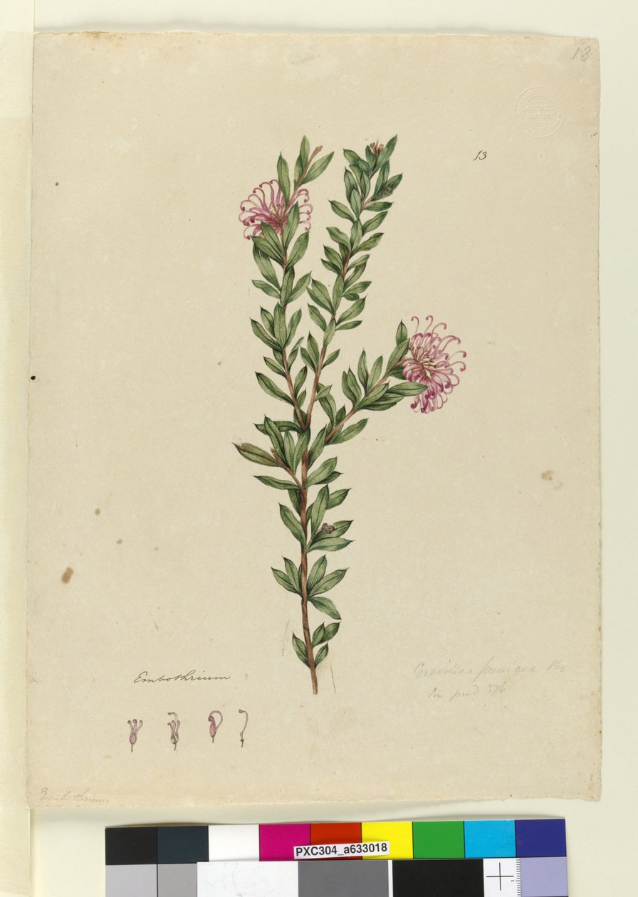 Sayfa 13. Grevillea punicea, c.1803-06 (wc, kalem, mürekkep ve kurşun kalem) by John William Lewin