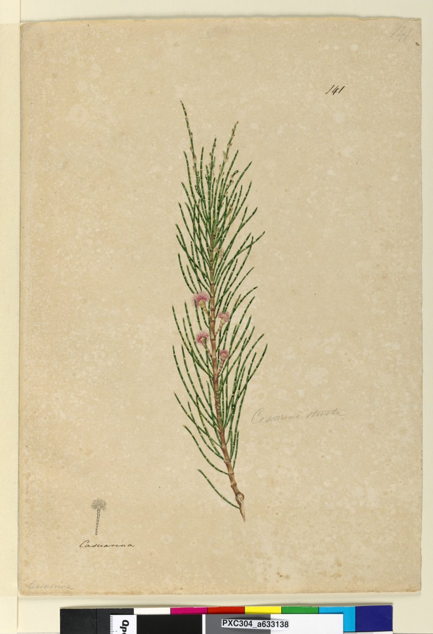 Sayfa 141. Casuarina strictaAllocasuarina verticillata, c.1803-06 (wc, kalem, mürekkep ve kurşun kalem) by John William Lewin
