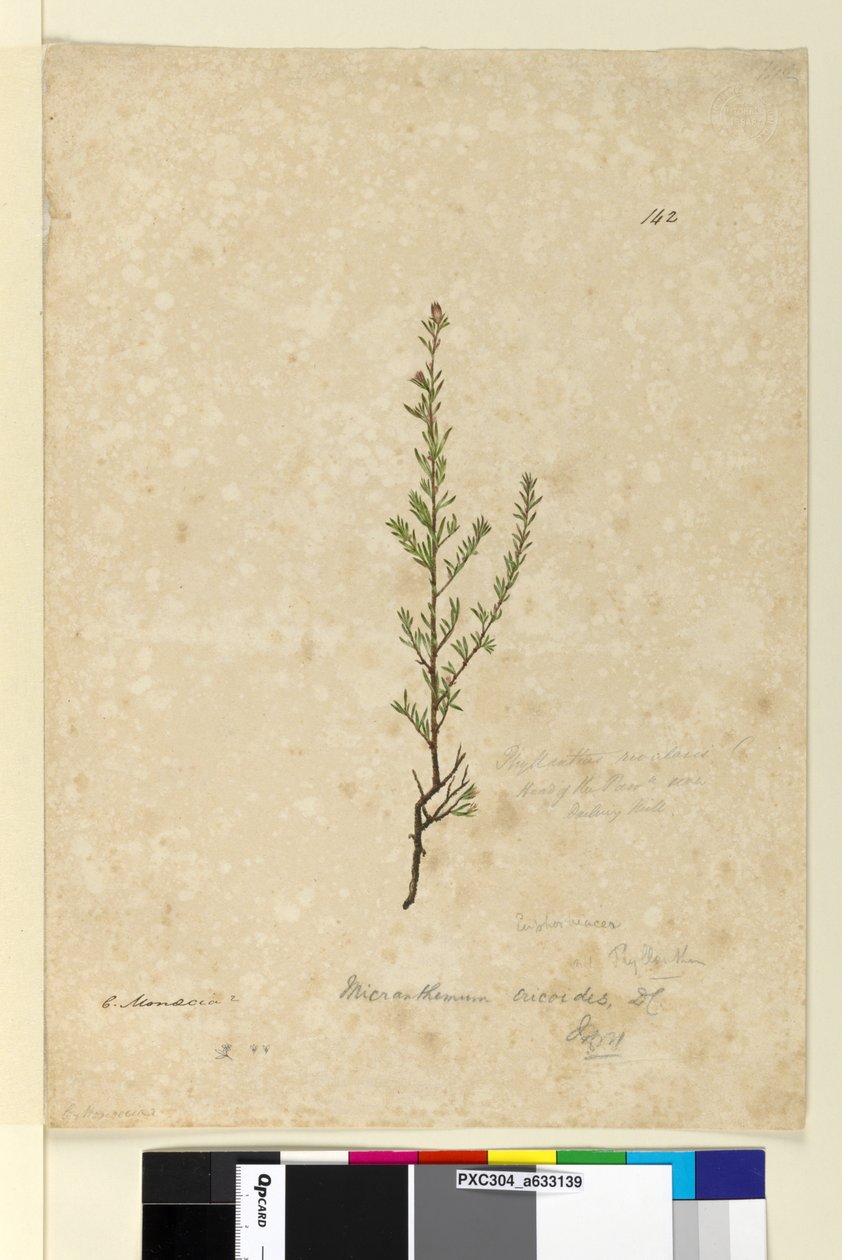 Sayfa 142. Phyllanthus rivularis, c.1803-06 (wc, kalem, mürekkep ve kurşun kalem) by John William Lewin