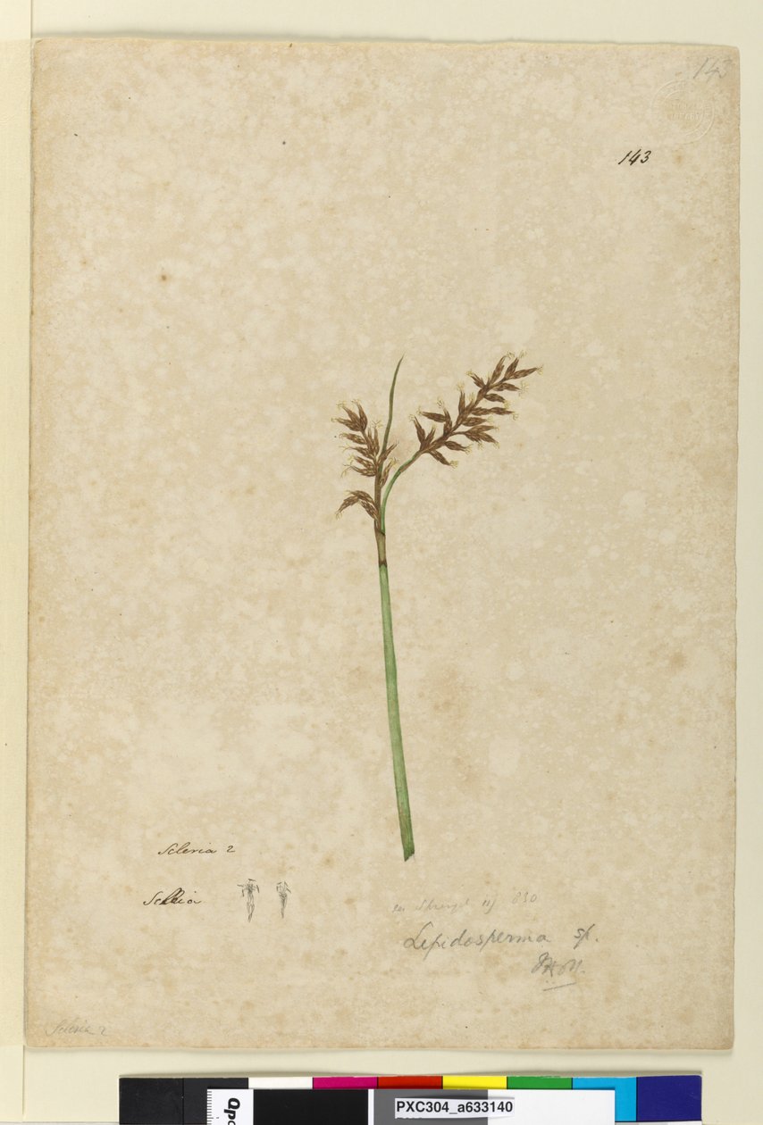 Sayfa 143. Lepidosperma, c.1803-06 (wc, kalem, mürekkep ve kurşun kalem) by John William Lewin