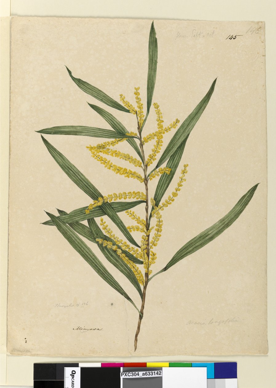 Sayfa 145. Acacia longifolia, c.1803-06 (wc, kalem, mürekkep ve kurşun kalem) by John William Lewin
