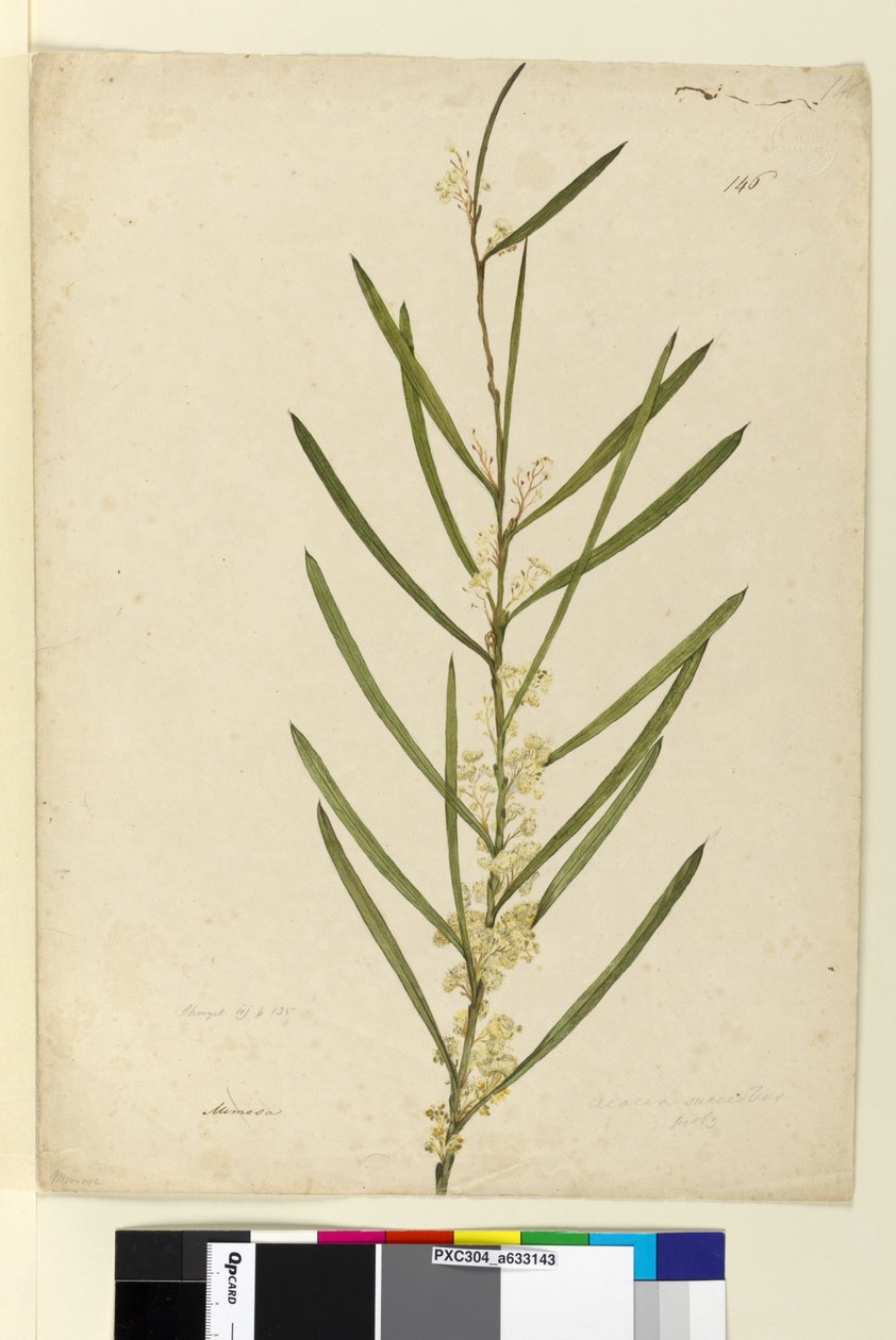 Sayfa 146. Akasya suaveolens, c.1803-06 (wc, kalem, mürekkep ve kurşun kalem) by John William Lewin