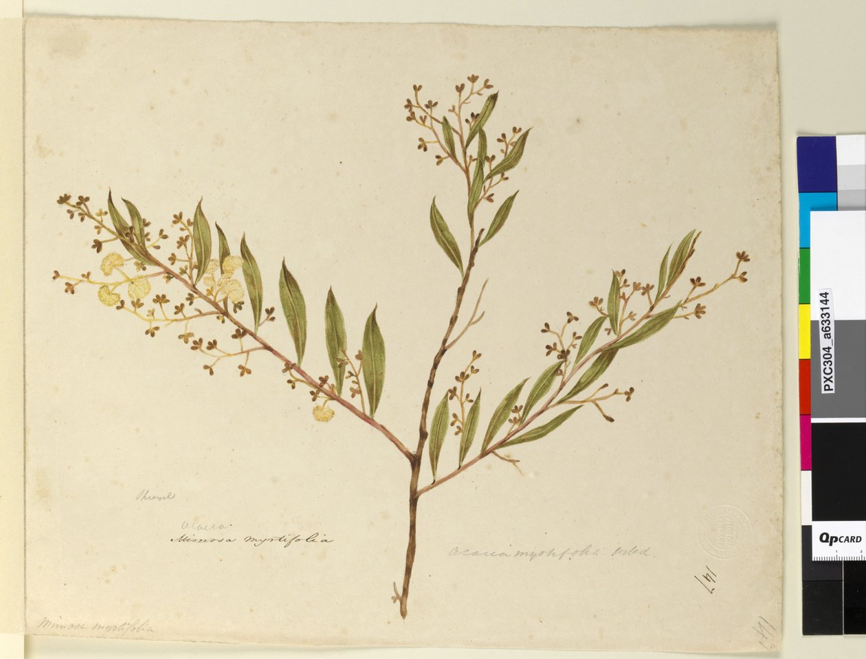 Sayfa 147. Acacia myrtifolia, c.1803-06 (wc, kalem, mürekkep ve kurşun kalem) by John William Lewin