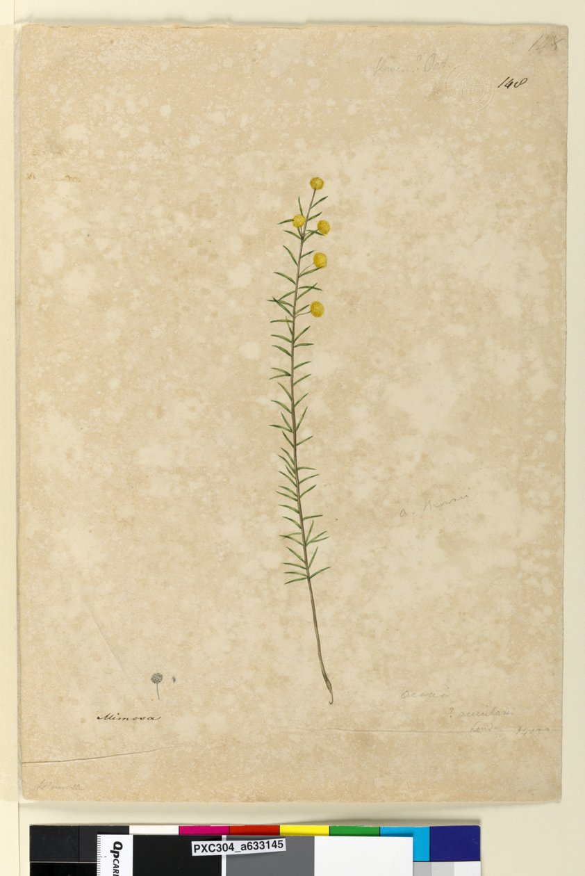 Sayfa 148. Akasya aciculares, c.1803-06 (suluboya, tükenmez kalem, mürekkep ve kurşun kalem) by John William Lewin