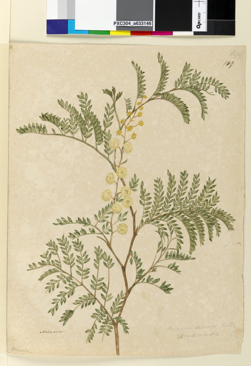 Sayfa 149. Acacia discolorAcacia terminalis, c.1803-06 (wc, kalem, mürekkep ve kurşun kalem) by John William Lewin