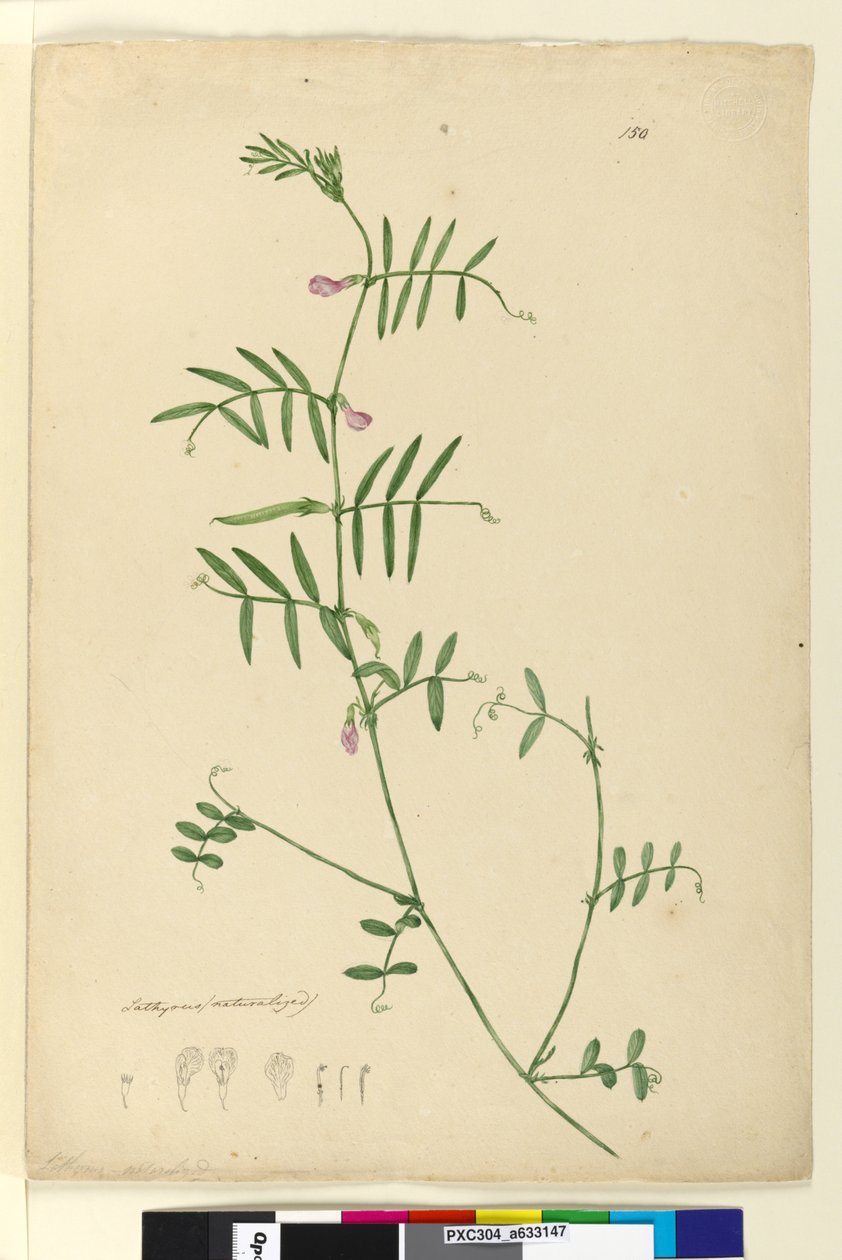 Sayfa 150. Lathyrus, c.1803-06 (wc, kalem, mürekkep ve kurşun kalem) by John William Lewin
