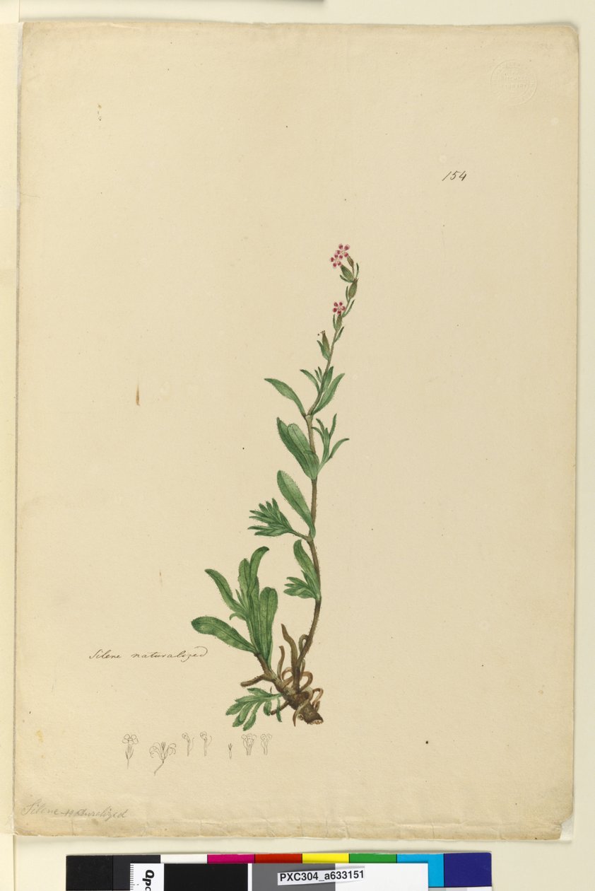 Sayfa 154. Silene doğallaştırılmış, c.1803-06 (wc, kalem, mürekkep ve kurşun kalem) by John William Lewin