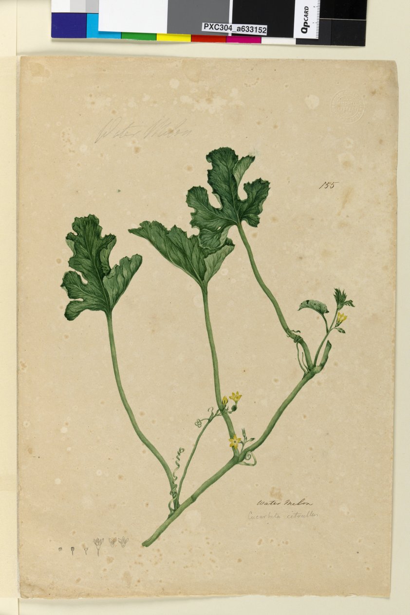 Sayfa 155. Karpuz, c.1803-06 (wc, kalem, mürekkep ve kurşun kalem) by John William Lewin