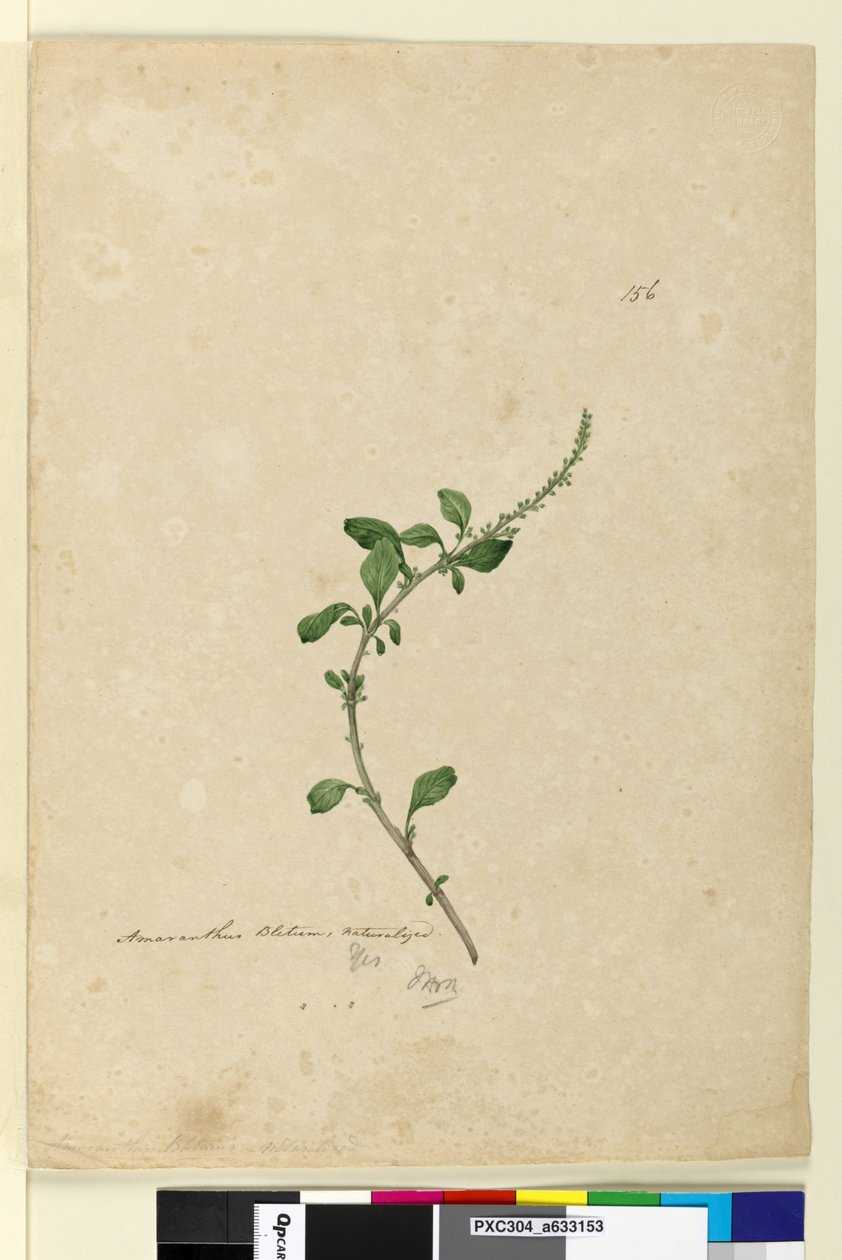 Sayfa 156. Amaranthus Blitum, c.1803-06 (wc, kalem, mürekkep ve kurşun kalem) by John William Lewin