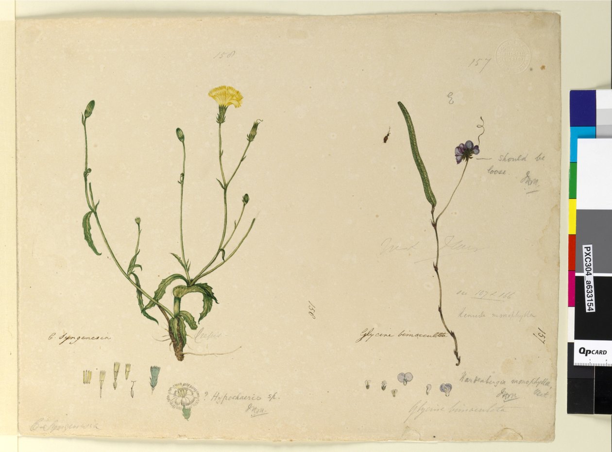 Sayfa 157. Hardenbergia monophyllaHardenbergia violacea; 158. Hypochaeris, c.1803-06 (wc, kalem, mürekkep ve kurşun kalem) by John William Lewin