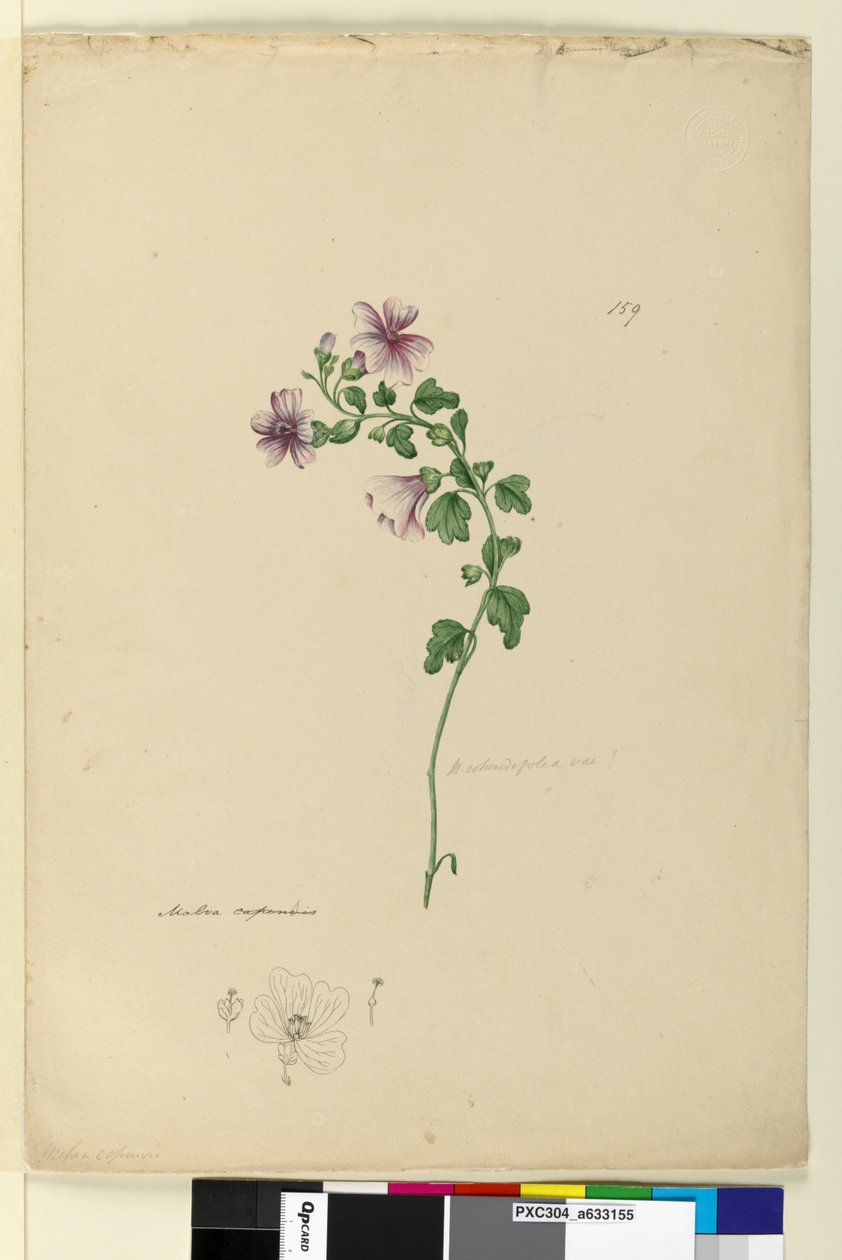Sayfa 159. Malva capensis, c.1803-06 (wc, kalem, mürekkep ve kurşun kalem) by John William Lewin