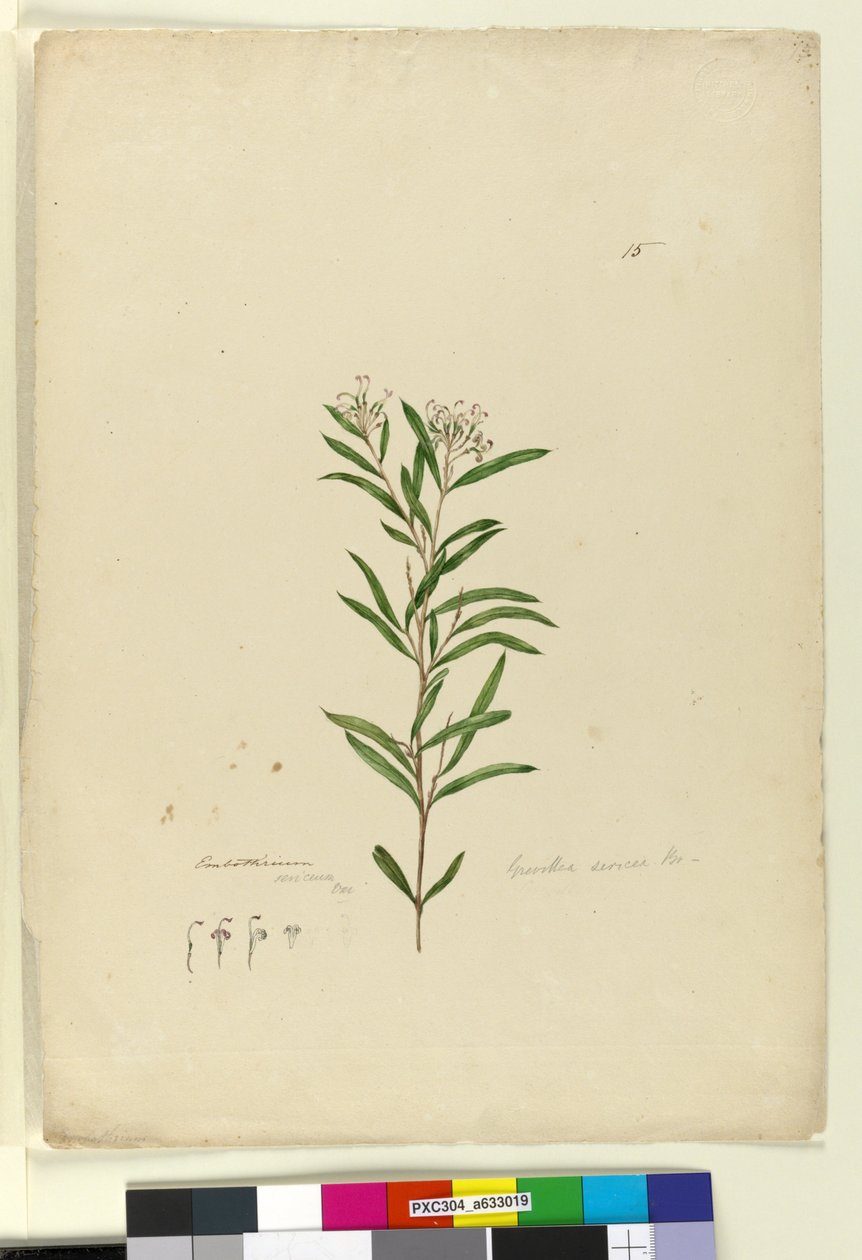 Sayfa 15. Grevillea sericea, c.1803-06 (wc, kalem, mürekkep ve kurşun kalem) by John William Lewin