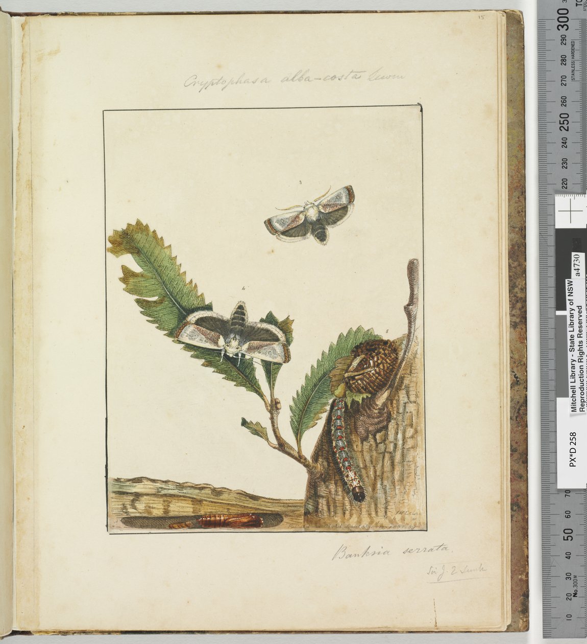 Sayfa 15. Plaka 4 Cryptophasa alba, kosta Lewin, 1803-04 (el ile renklendirilmiş gravür baskıları) by John William Lewin