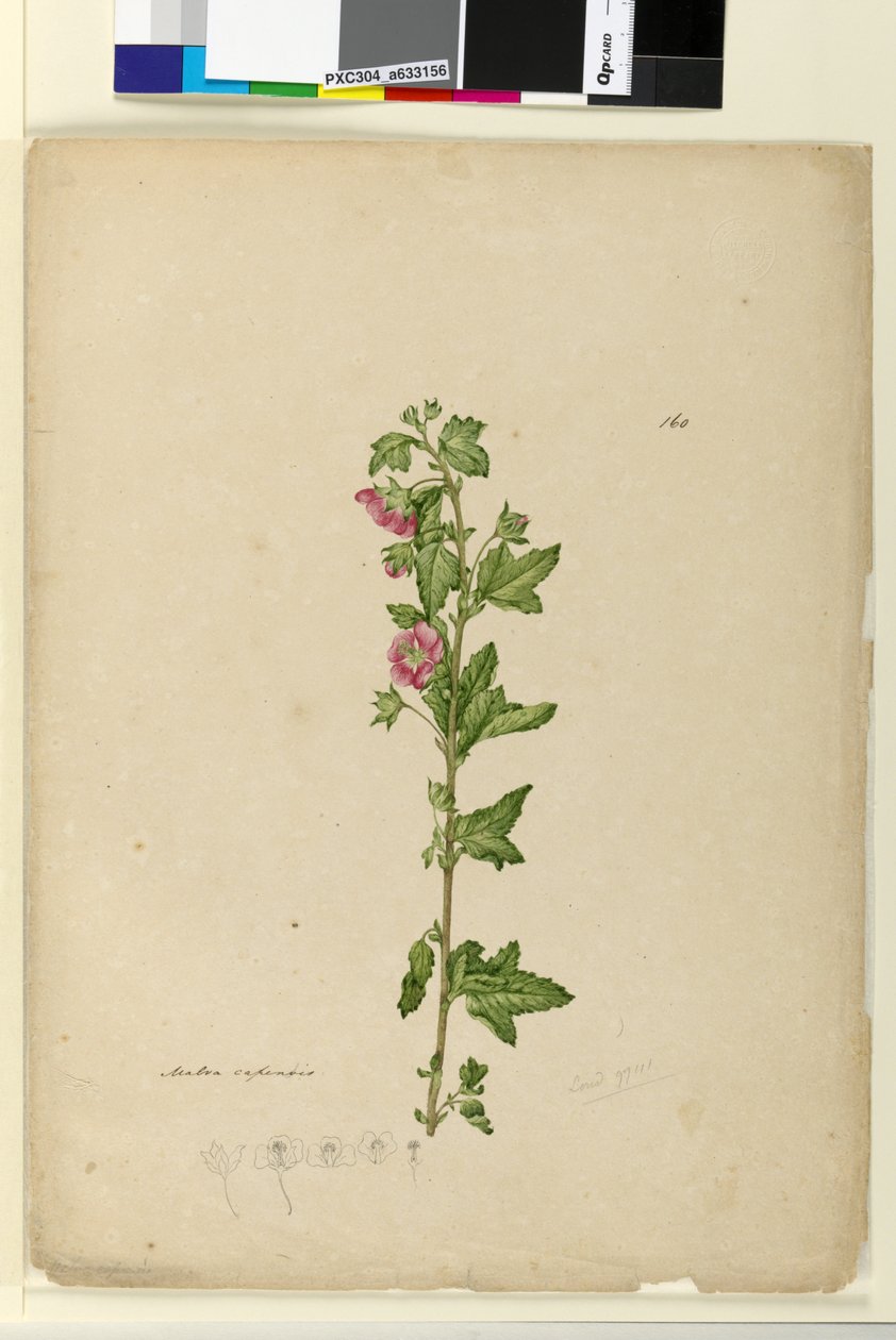 Sayfa 160. Malva capensis, c.1803-06 (wc, kalem, mürekkep ve kurşun kalem) by John William Lewin