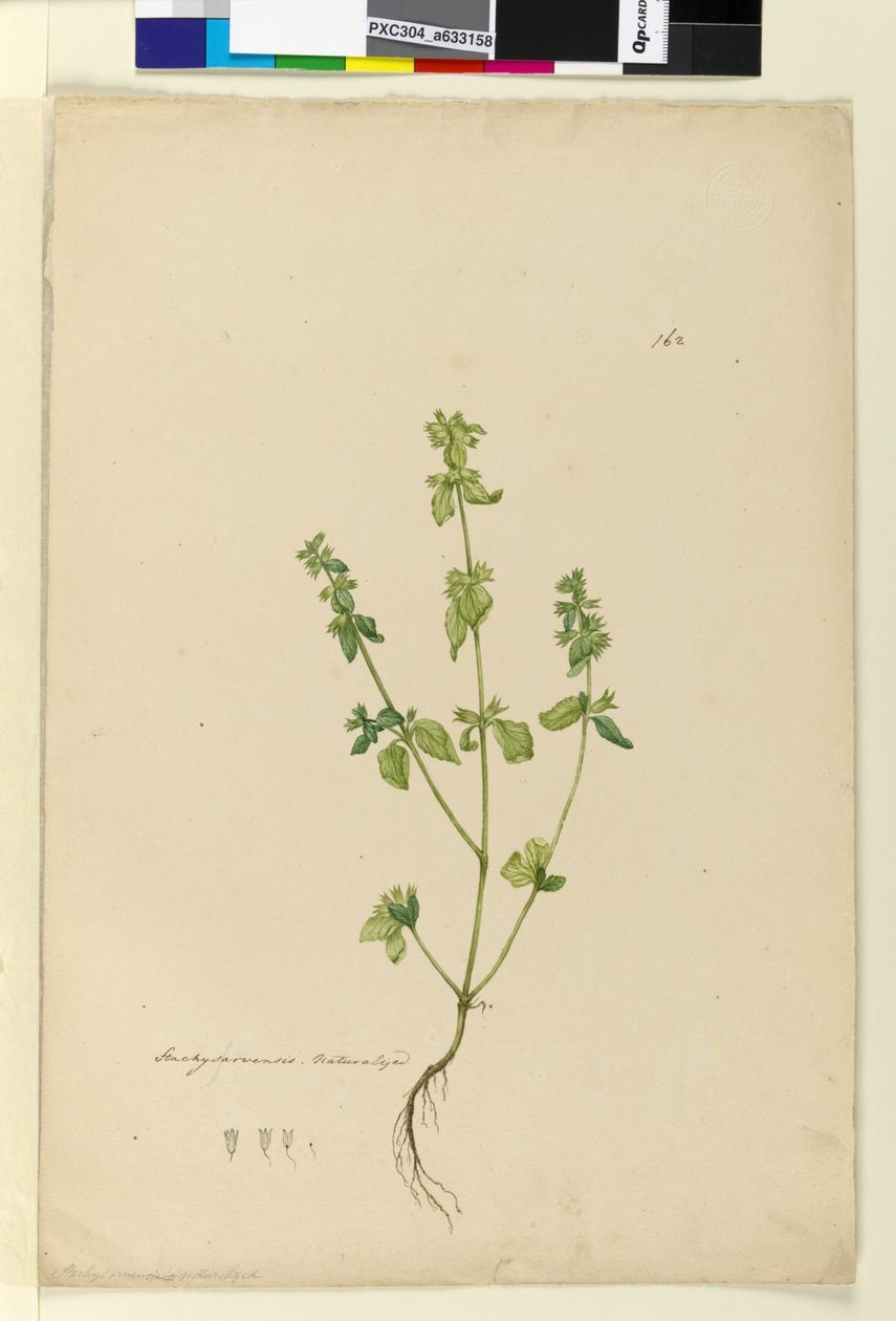 Sayfa 162. Stachys arvensis, c.1803-06 (wc, kalem, mürekkep ve kurşun kalem) by John William Lewin
