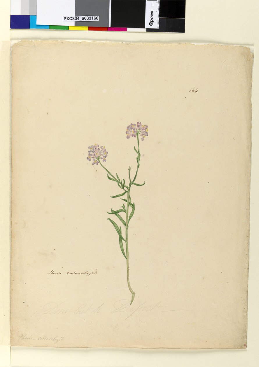 Sayfa 164. İberis vatandaşlığına geçmiş, c.1803-06 (wc, kalem, mürekkep ve kurşun kalem) by John William Lewin