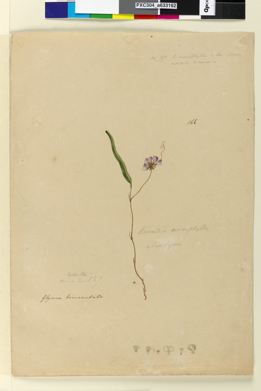 Sayfa 166. Kennedia monophyllaHardenbergia violacea, c.1803-06 (wc, kalem, mürekkep ve kurşun kalem) by John William Lewin