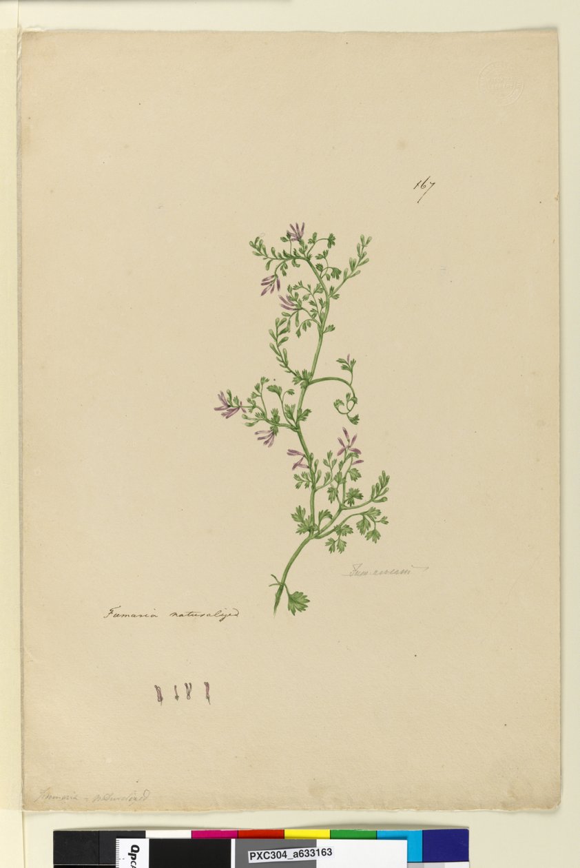 Sayfa 167. Fumaria vatandaşlığa alındı, c.1803-06 (wc, kalem, mürekkep ve kurşun kalem) by John William Lewin