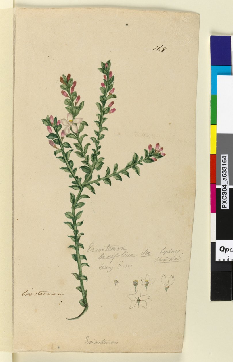 Sayfa 168. Eriostemon buxifolium, c.1803-06 (wc, kalem, mürekkep ve kurşun kalem) by John William Lewin