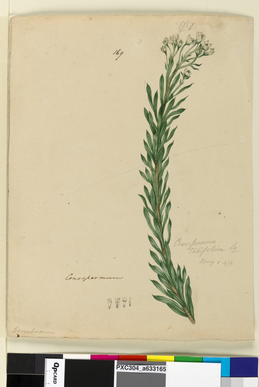 Sayfa 169. Conospermum taxifolium, c.1803-06 (wc, kalem, mürekkep ve kurşun kalem) by John William Lewin