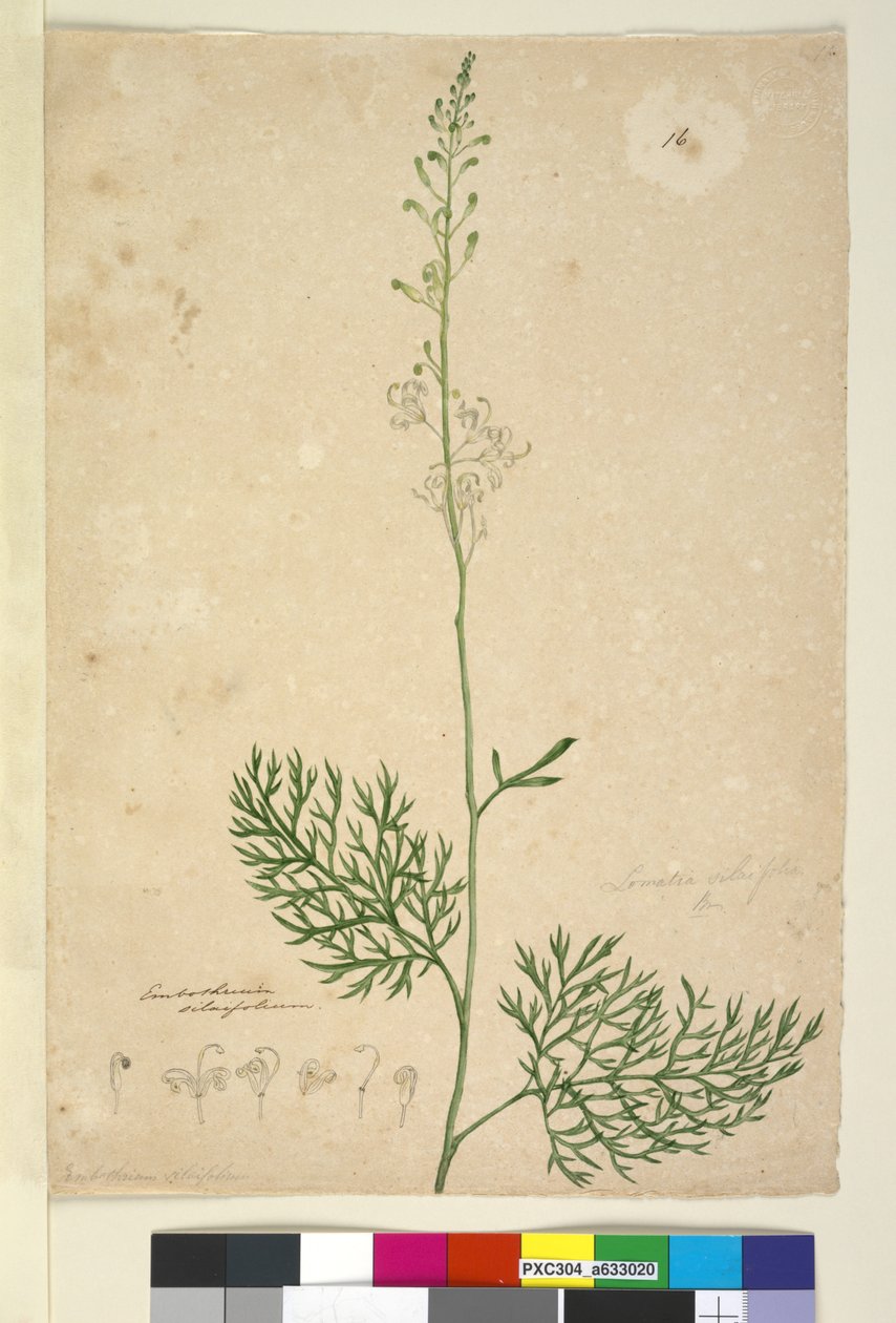 Sayfa 16. Lomatia silaifolia, c.1803-06 (wc, kalem, mürekkep ve kurşun kalem) by John William Lewin