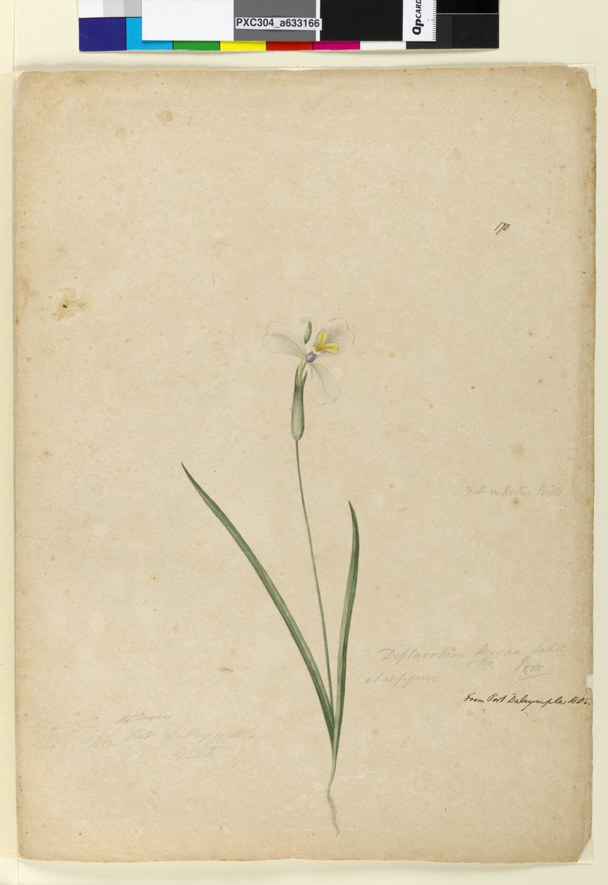 Sayfa 170. Diplarrhena moraea, c.1803-06 (wc, kalem, mürekkep ve kurşun kalem) by John William Lewin