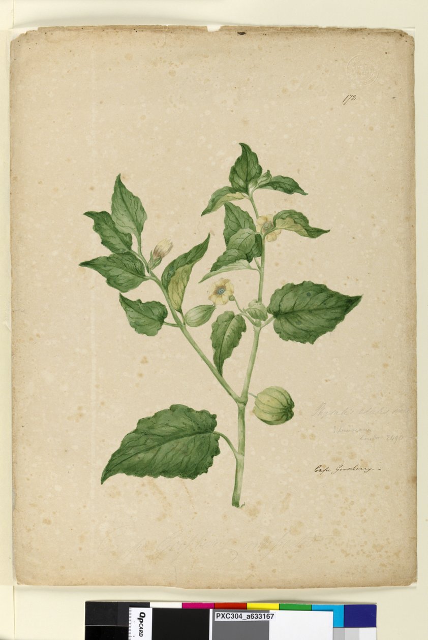 Sayfa 172. Physalis edulis, c.1803-06 (wc, kalem, mürekkep ve kurşun kalem) by John William Lewin