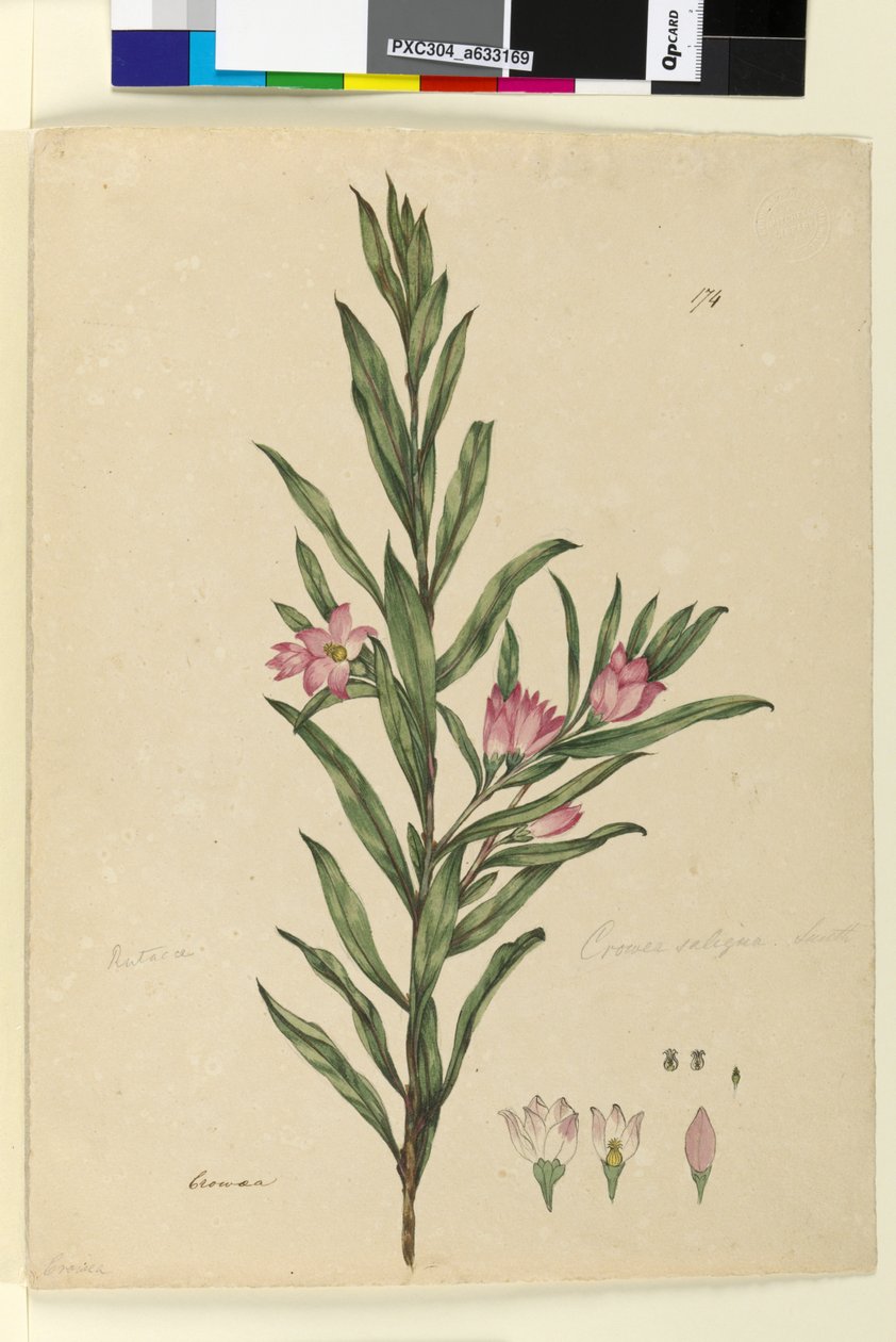 Sayfa 174. Crowea saligna, c.1803-06 (wc, kalem, mürekkep ve kurşun kalem) by John William Lewin