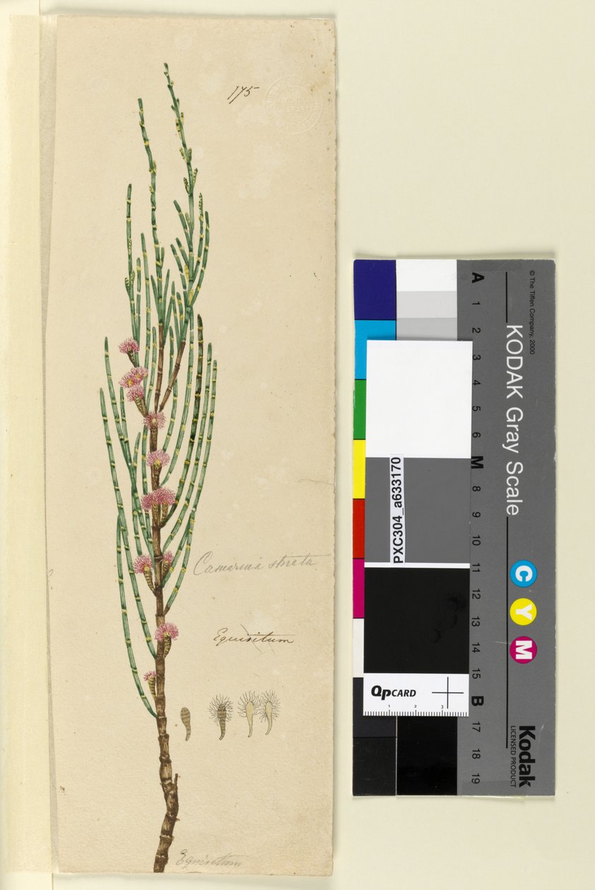 Sayfa 175. Casuarina stricta Allocasuarina verticillata, c.1803-06 (wc, kalem, mürekkep ve kurşun kalem) by John William Lewin