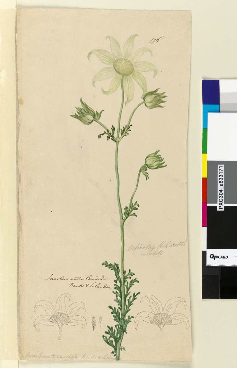 Sayfa 176. Actinotus Helianthe, c.1803-06 (wc, kalem, mürekkep ve kurşun kalem) by John William Lewin