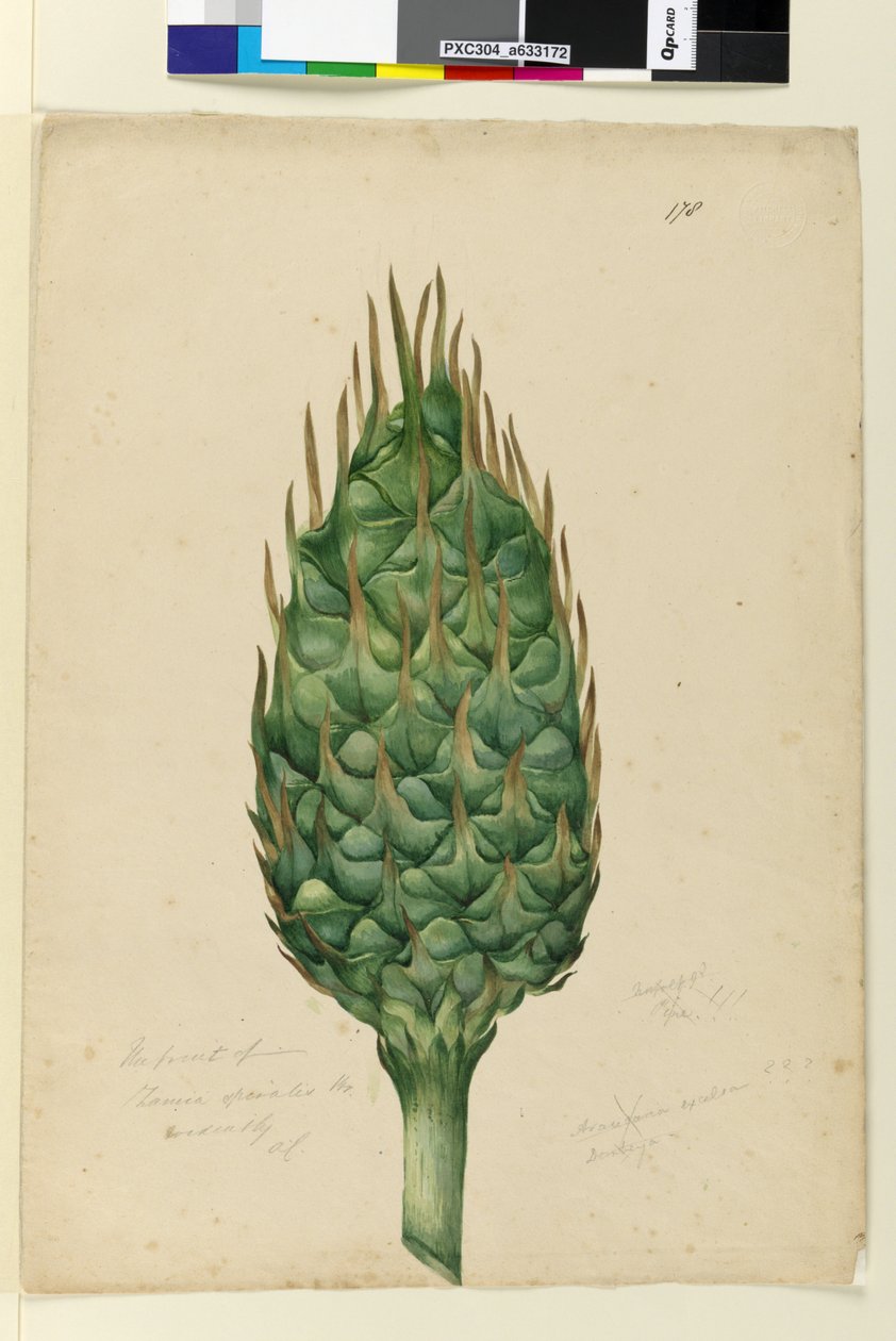 Sayfa 178. Zamia spiralis
