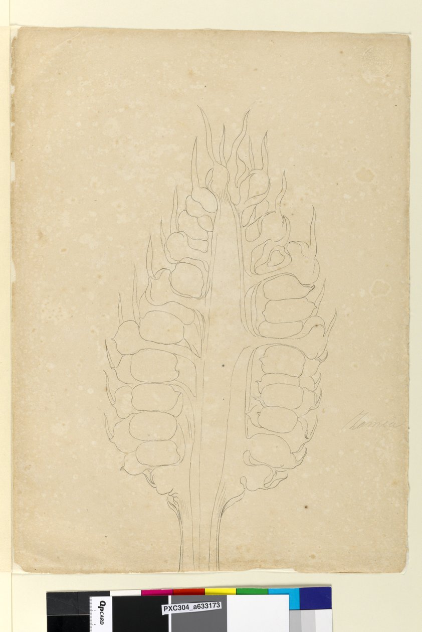 Sayfa 178a. Zamia, c.1803-06 (wc, kalem, mürekkep ve kurşun kalem) by John William Lewin